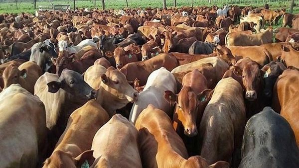 Precio del ganado reacciona a la baja