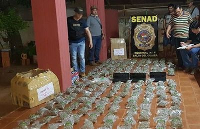 Senad incauta 54 Kilos de marihuana en Curuguaty