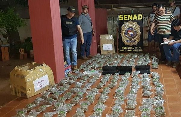 Senad incauta 54 Kilos de marihuana en Curuguaty