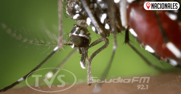 Dengue: 16 fallecidos y 85.290 casos sospechosos
