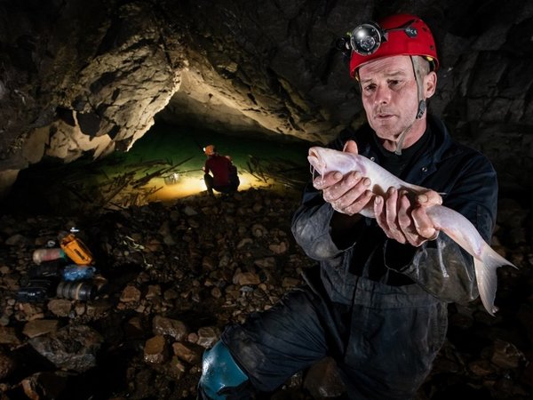 Científicos están sorprendidos por el tamaño de un pez subterráneo