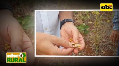 Programa 13: Soja tolerante a la sequía - ABC Rural - ABC Color