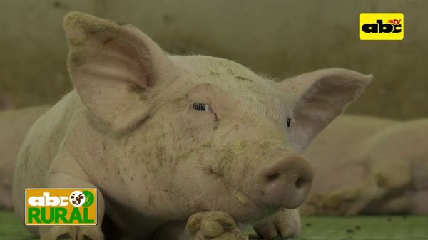 Programa 13: Manejo de lechones - ABC Rural - ABC Color