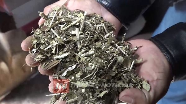 PREPARAN SIEMBRA DE YERBA MATE PARA LAS PRÓXIMAS SEMANAS