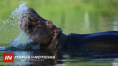 PREOCUPA AUMENTO DE POBLACIÓN DE LOS HIPOPÓTAMOS DE PABLO ESCOBAR EN COLOMBIA.