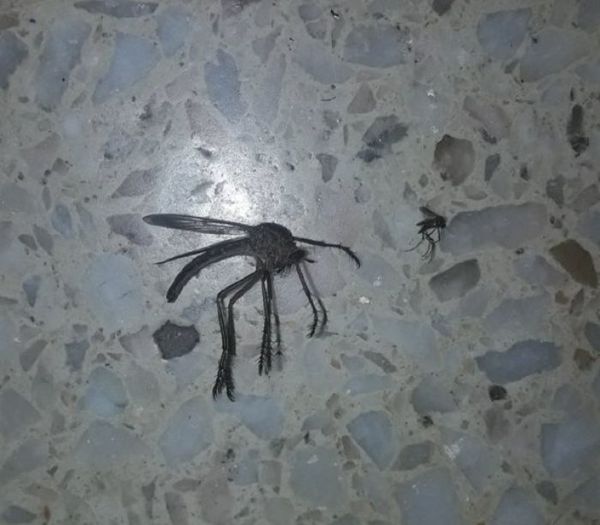 Un mosquito gigante despierta temor en Córdoba
