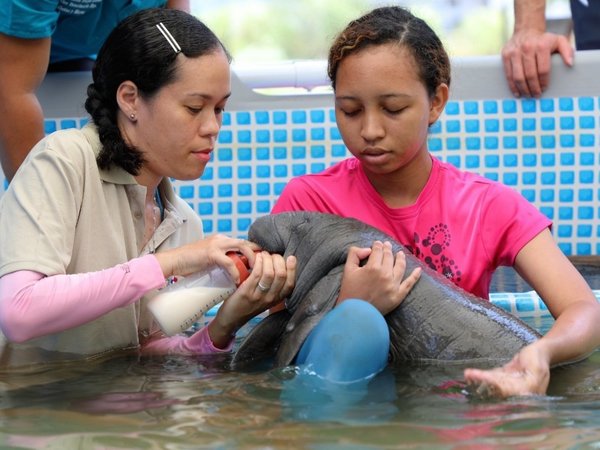 Manatí bebé es rescatada en Panamá y será rehabilitada