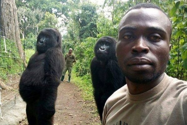 El peculiar motivo por el que gorilas posan de pie para una selfie | Info Caacupe