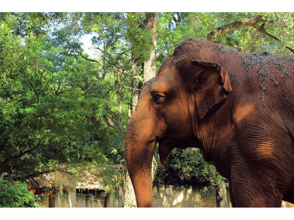 Maris Llorens recuerda el cariño y su vivencia con la elefanta Maia
