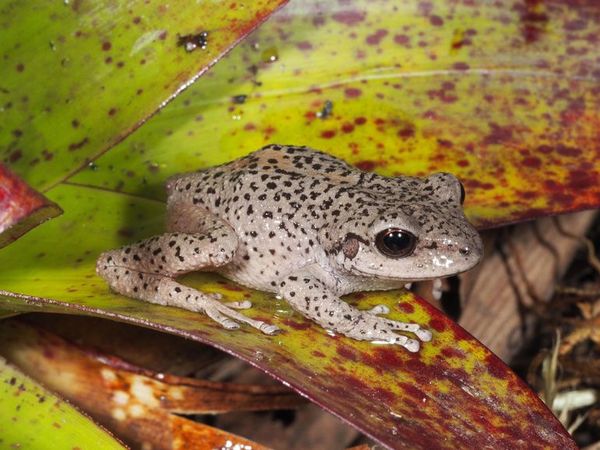 El sur de Ecuador, un paraíso para los anfibios - Ciencia - ABC Color