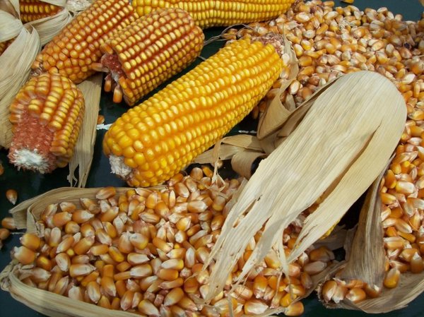 Tras un inicio negativo, sector agro espera mejora