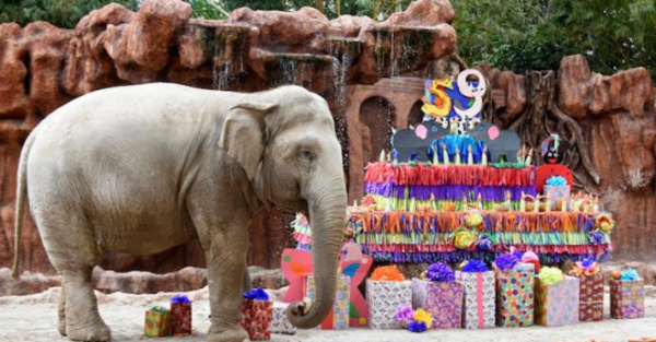 La elefanta Trompita celebra sus 59 añitos