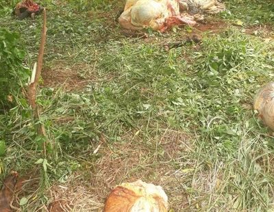Denuncian abigeato en Hernandarias