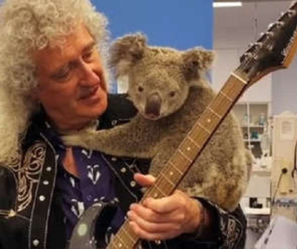 Guitarrista tocó para un koala víctima de incendio en Australia