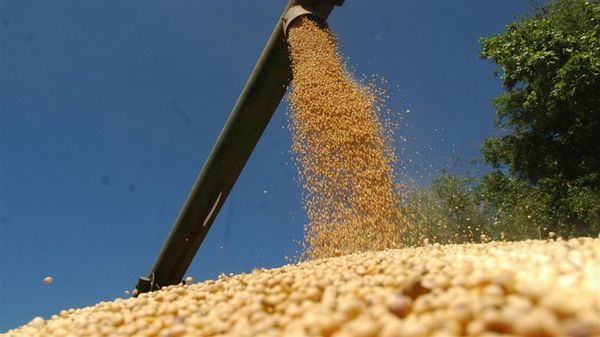 Estudio jurídico sospecha que exportadora de soja comete evasión de impuestos y lavado de dinero en Paraguay