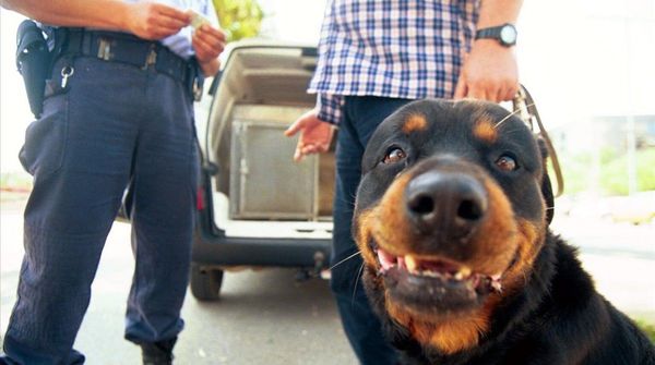 Investigan por omisión de auxilio a dueño de rottweiler que atacó a niño