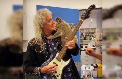 El 'concierto privado' que Brian May dio a un koala rescatado de los incendios en Australia - SNT