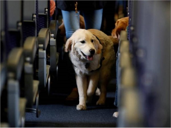 Buscan que mascotas viajen en transporte público con sus dueños