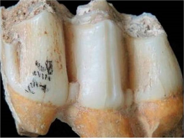 El zinc del esmalte dental, clave para saber la dieta de seres prehistóricos