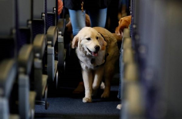 Buscan que mascotas viajen en transporte público con sus dueños