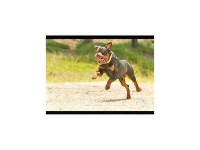 Investigan a dueño de perro que atacó a niño de dos años