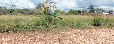 Cinco mangas de langostas acechan cultivos en el Chaco - Economía - ABC Color