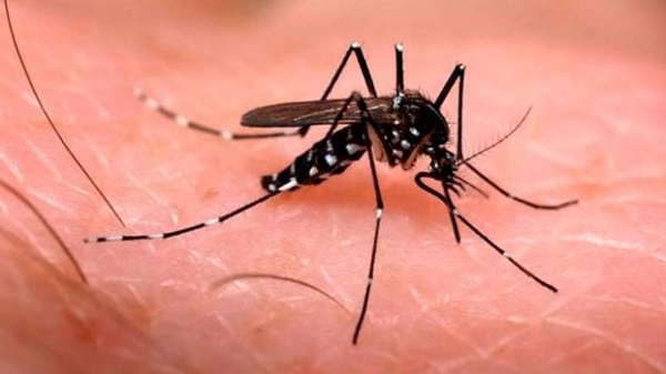 HOY / Investigan 80 muertes por dengue y ya vienen la influenza y el sarampión