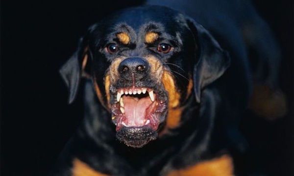 Dueño de rottweiler asegura que auxilió a niño atacado