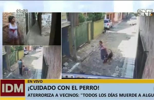 Perro atacó a una anciana en el barrio Cambala - SNT