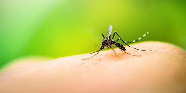 Cordillera, entre los departamentos más afectados por el dengue | Info Caacupe