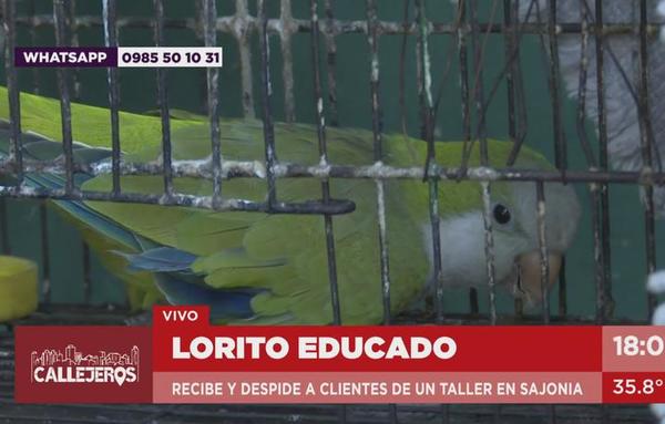 Chiquito, el loro educado de Sajonia