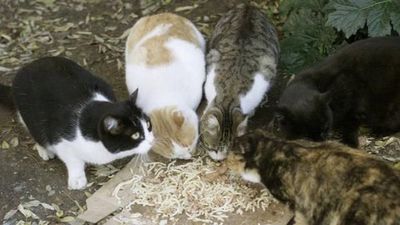 Descubren 130 gatos en un apartamento de Moscú - Mascotas - ABC Color