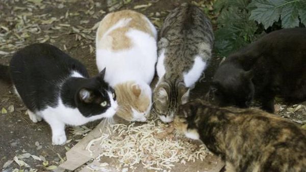 Descubren 130 gatos en un apartamento de Moscú - Mascotas - ABC Color
