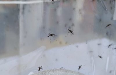 Números increíbles: "Paraguay atraviesa la peor epidemia de dengue"