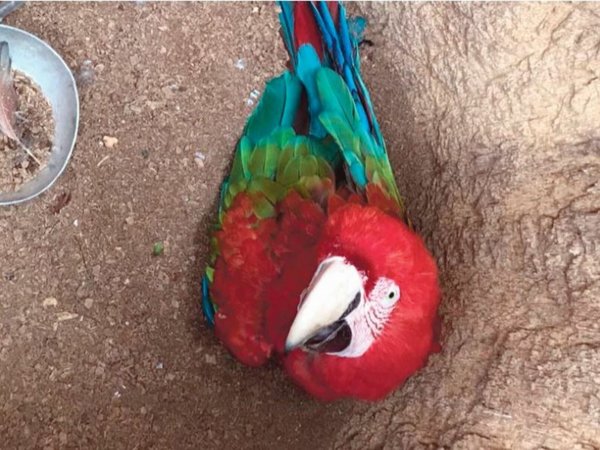Nace primer papagayo libre, en Luque