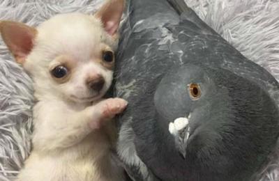 Así es como una paloma y un chihuahua se hicieron amigos en un refugio de animales - SNT