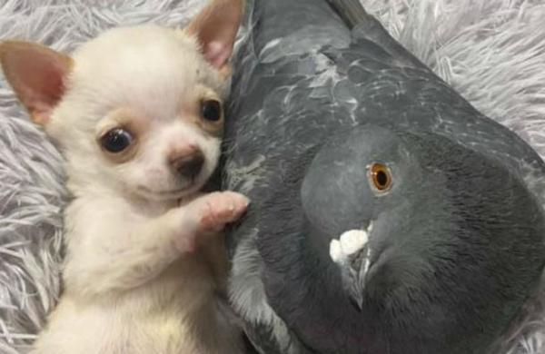 Así es como una paloma y un chihuahua se hicieron amigos en un refugio de animales - SNT