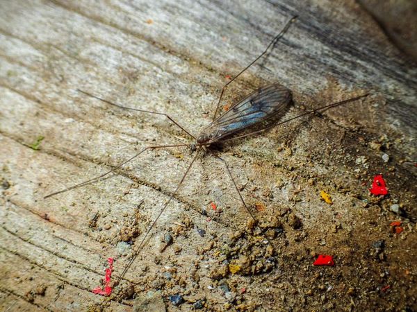 Los mosquitos europeos invaden la Antártida - Ciencia - ABC Color
