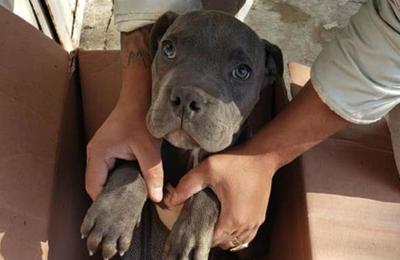 Niño entregó su perrito a un refugio para protegerlo de los maltratos de su padre - SNT