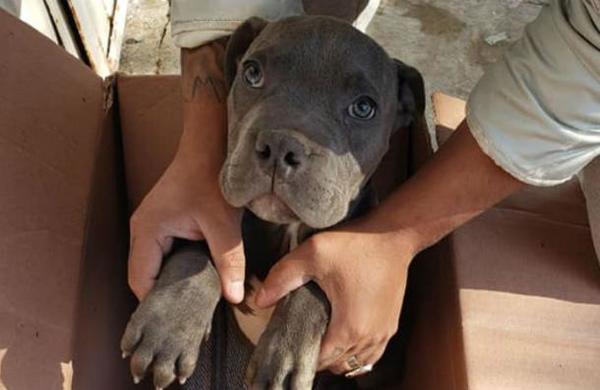 Niño entregó su perrito a un refugio para protegerlo de los maltratos de su padre - SNT
