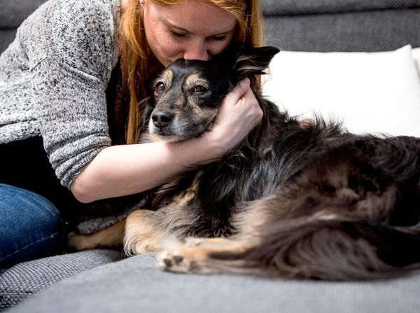 ¿Quién se queda con el perro después del divorcio? - Mascotas - ABC Color