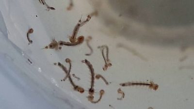 Alcanzan a 100.000 las notificaciones de dengue