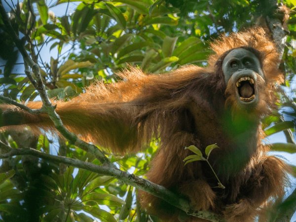 El orangután más vulnerable del mundo amenazado por una represa
