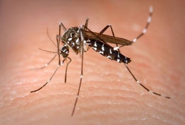 HOY / ¿Doble dengue?: podría tratarse de cuadros similares, Salud investiga casos