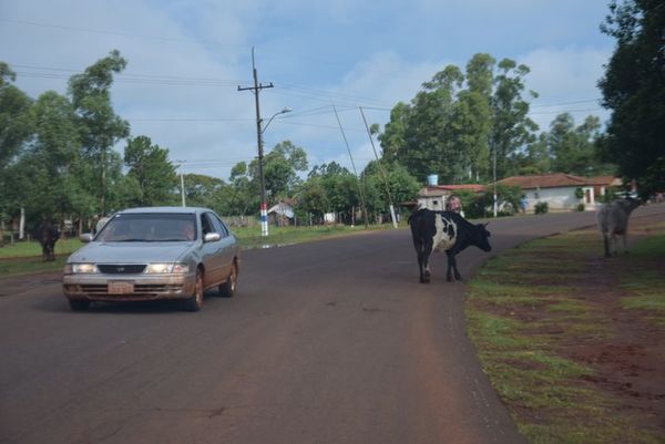 Animales sueltos, peligro en las rutas PY18 y 08 - Nacionales - ABC Color