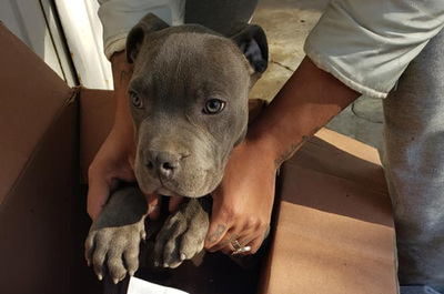 Niño entregó su perrito a un refugio para protegerlo de los maltratos de su padre » Ñanduti