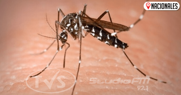 ¿Doble dengue?: podría tratarse de cuadros similares, Salud investiga casos