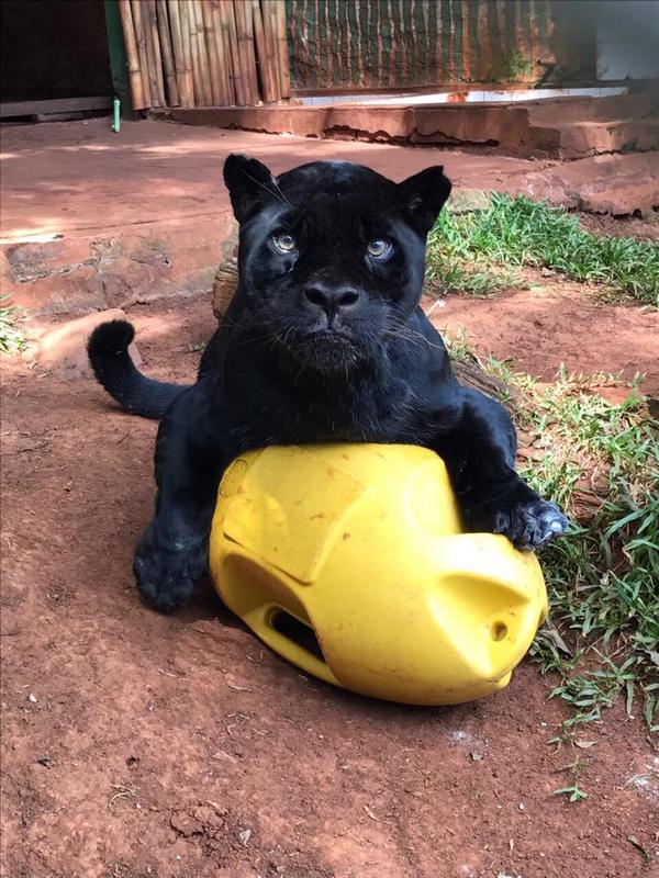 Murió Chito, el jaguareté de Itaipú