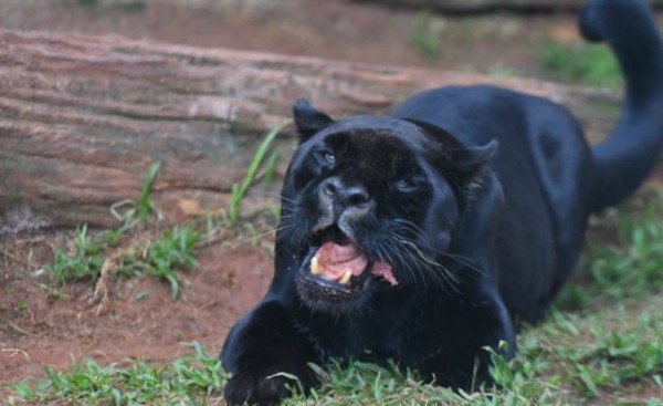 El jaguareté "Chito" dejó de existir en el CIASI de Itaipu