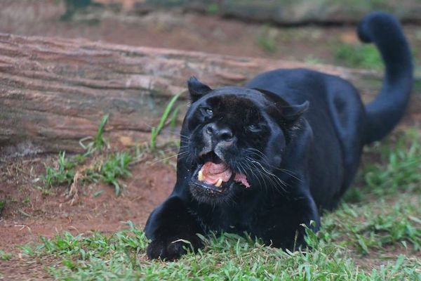 El jaguarete Chito murió a los 18 años en el Centro de Investigación de Itaipú  - ABC en el Este - ABC Color